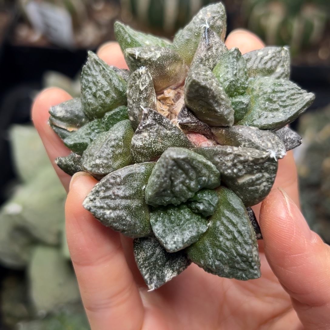 自***行838 仙人球的比赛将