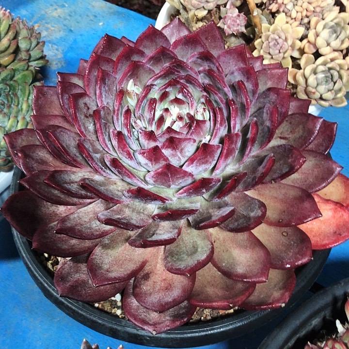 暗纹香槟多肉植物