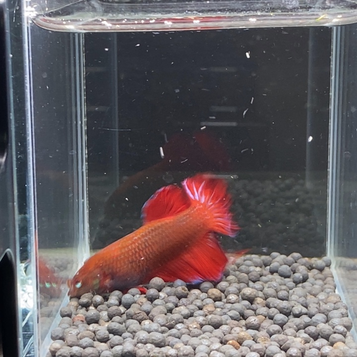 斗鱼泰国斗鱼206号