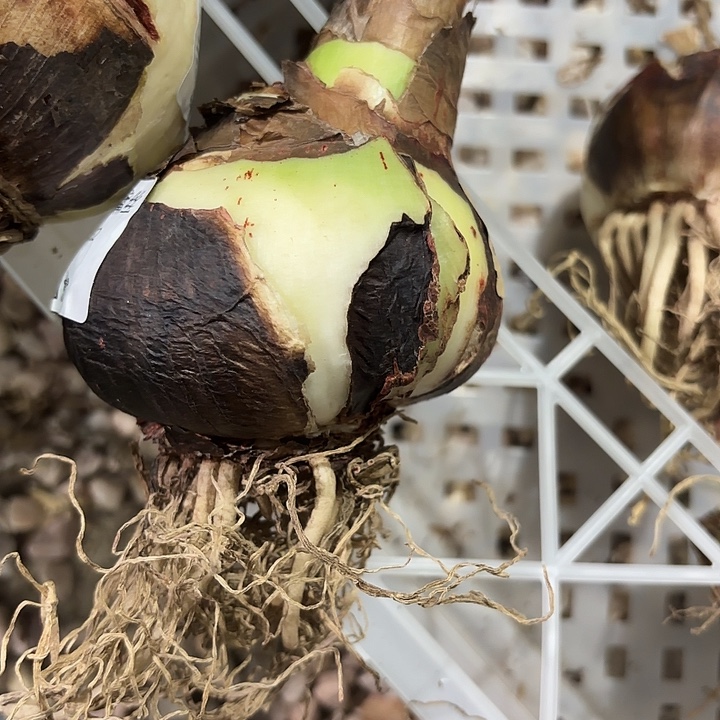 斑点戴斯丑球8.5左右