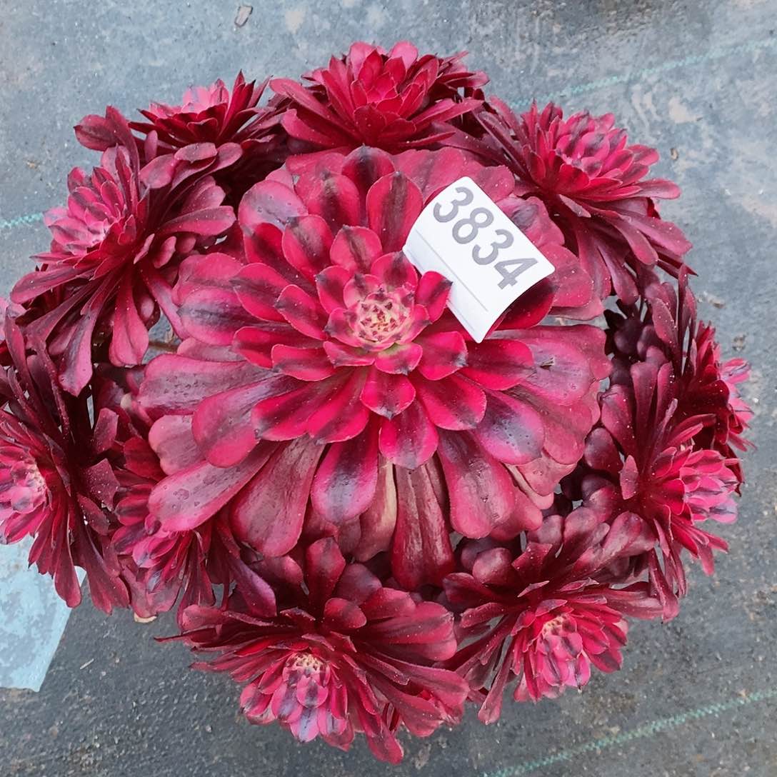 红陶3834美姬多肉