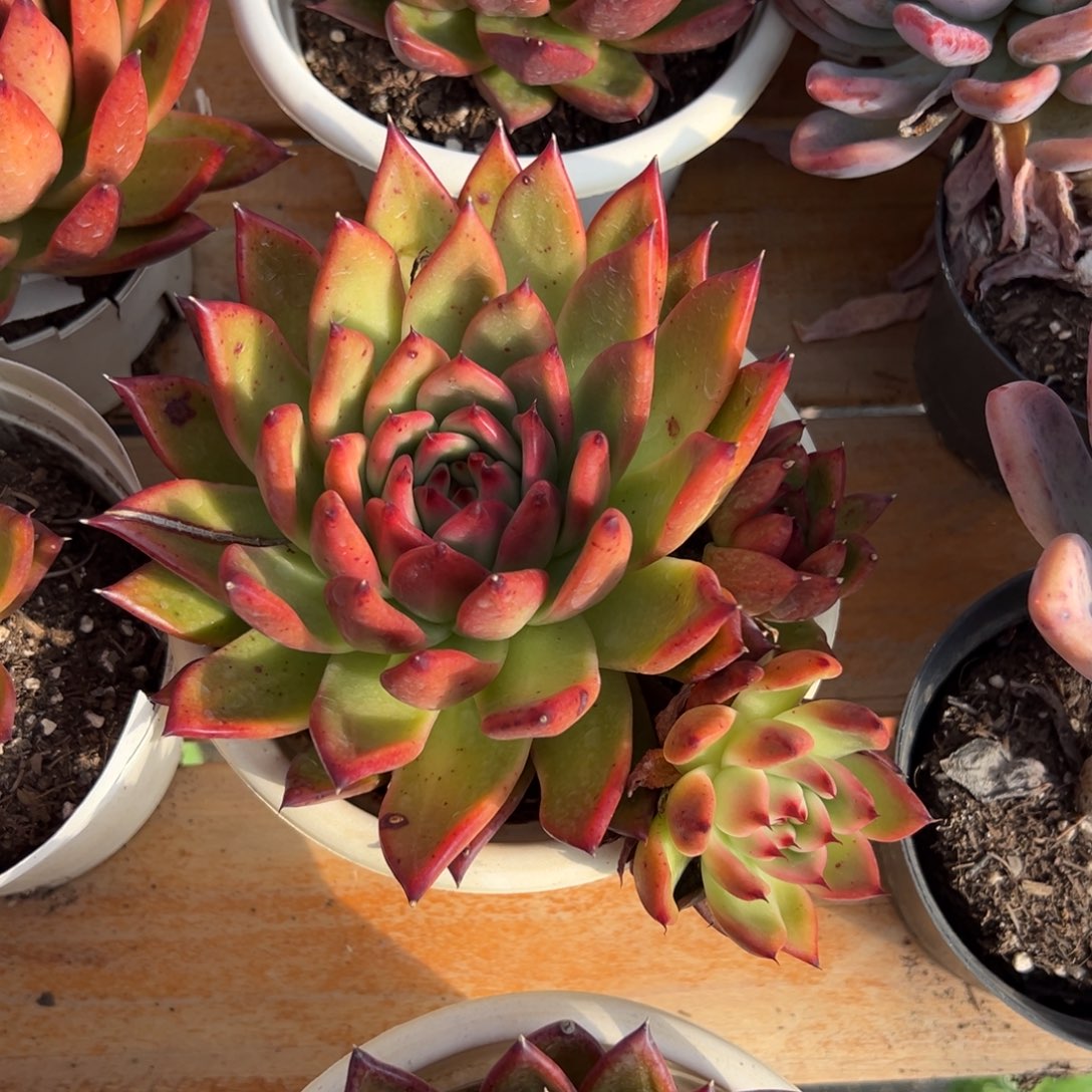 多肉单头弗兰克【非偏远满18包邮】