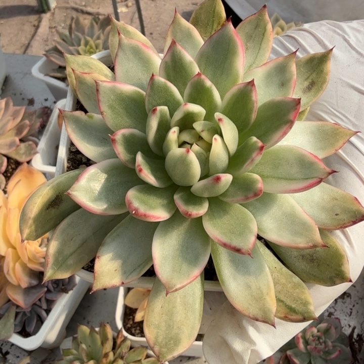 落雁东云锦多肉植物