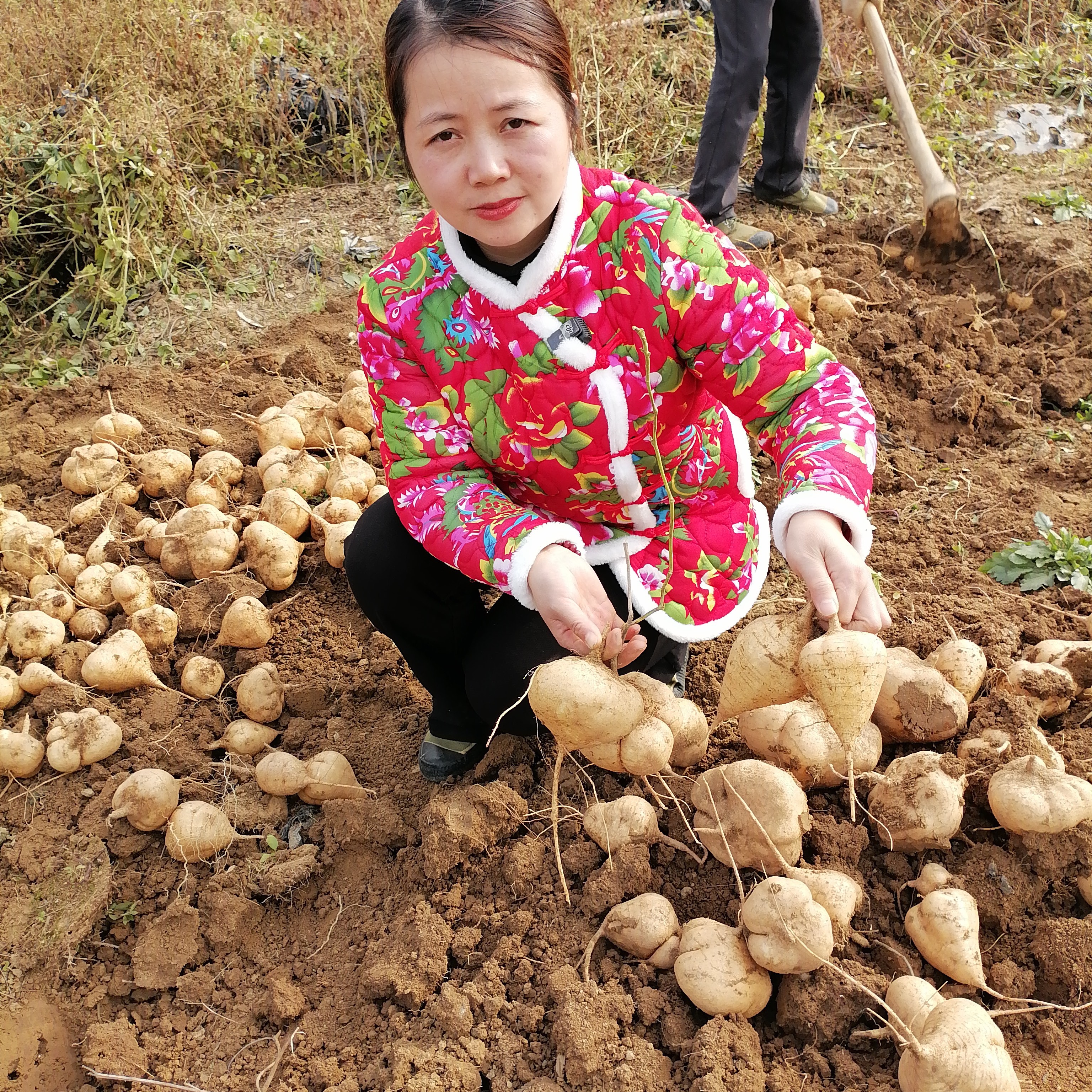 葛薯/农家地萝卜（葛薯），脆甜多汁（包邮）