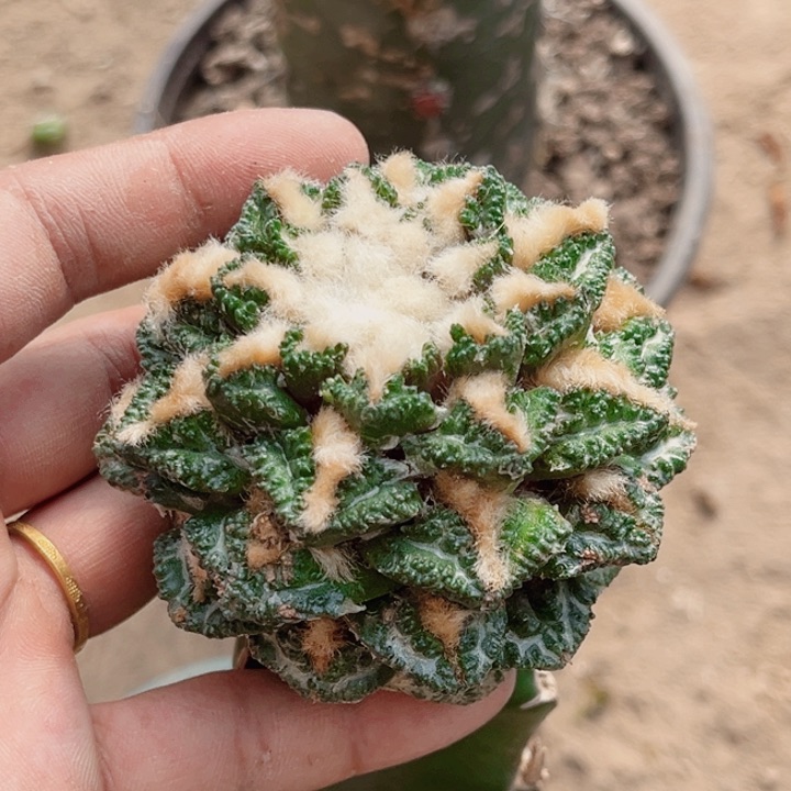 辛顿牡丹三角空间