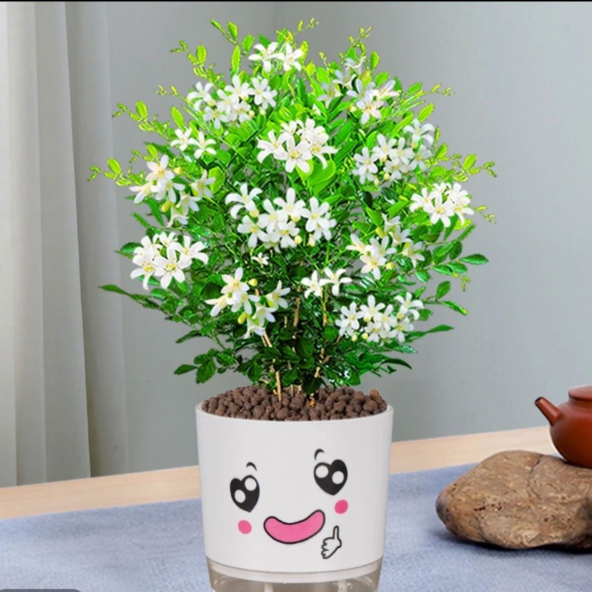 九里香盆栽开花浓香型花卉室内外好养老桩盆景