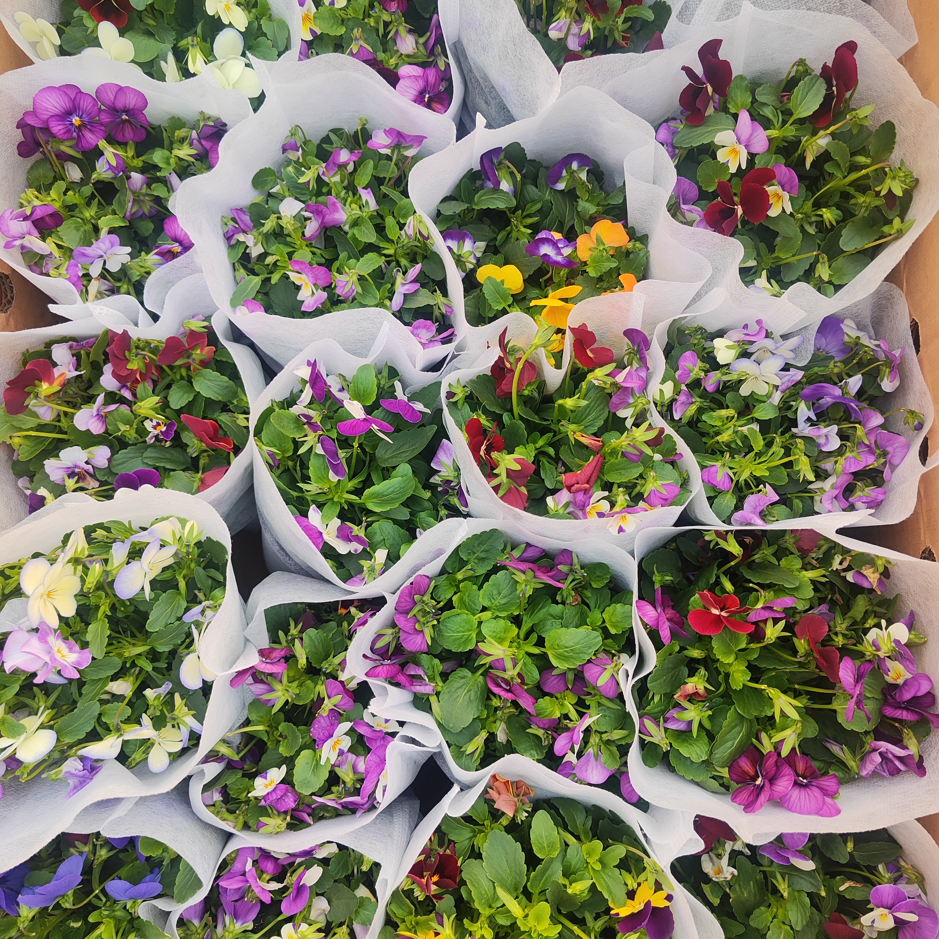 香水角堇盆栽耐寒花卉阳台庭院带花苞好养开花植物