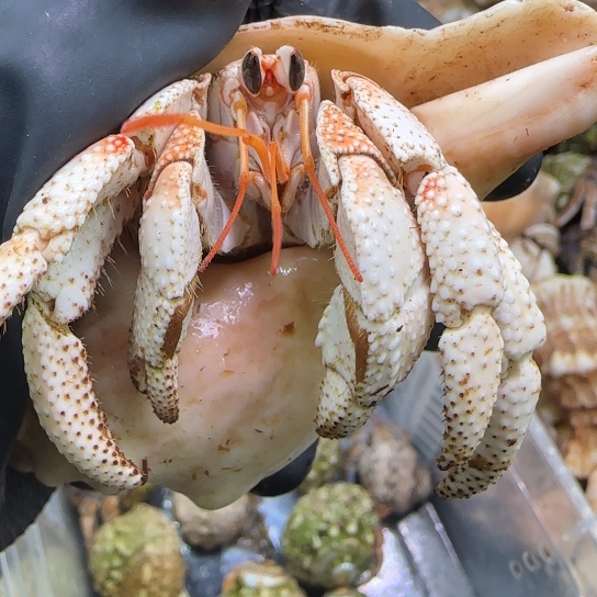 18号 3口西柚粉白草