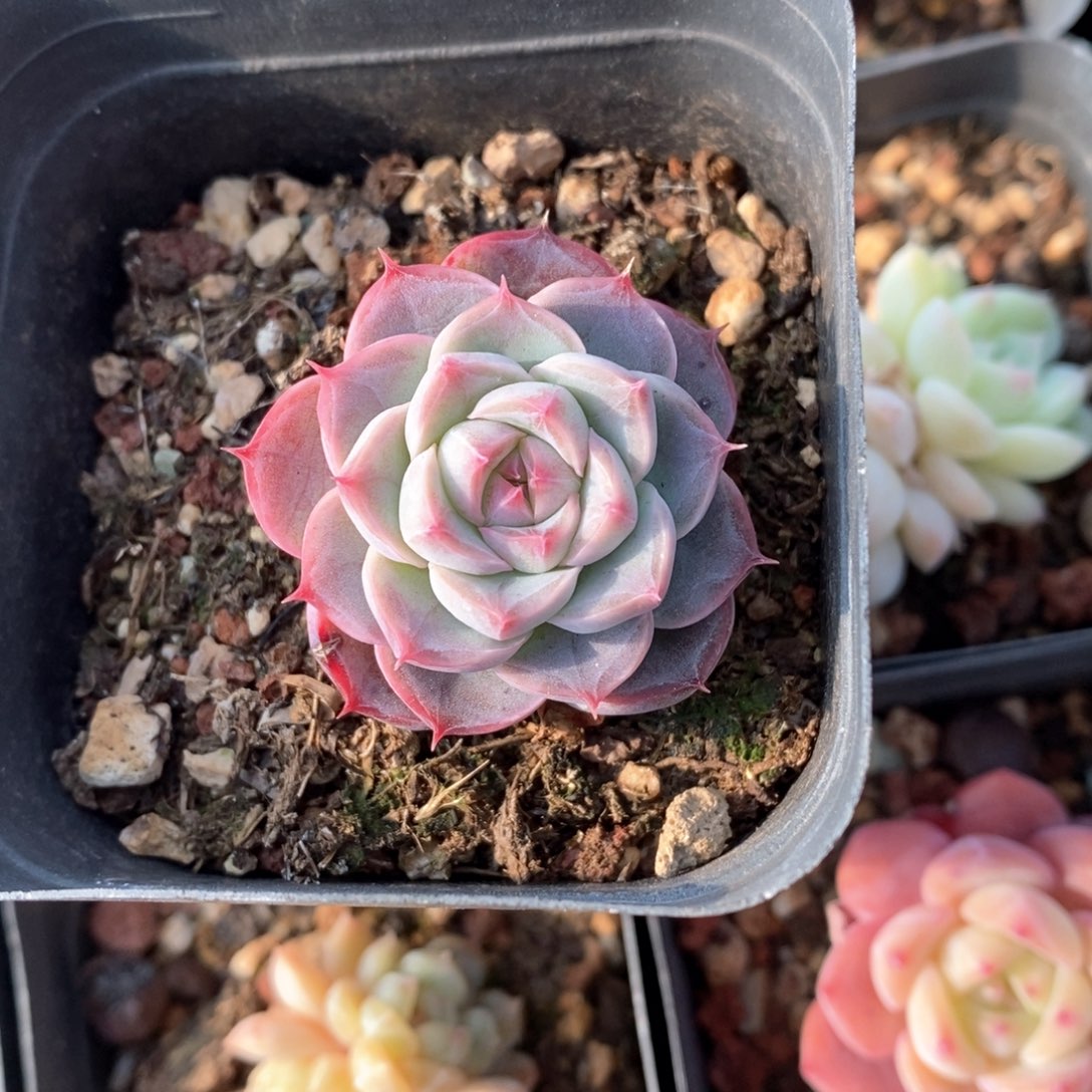 精品多肉一物一拍不包整248