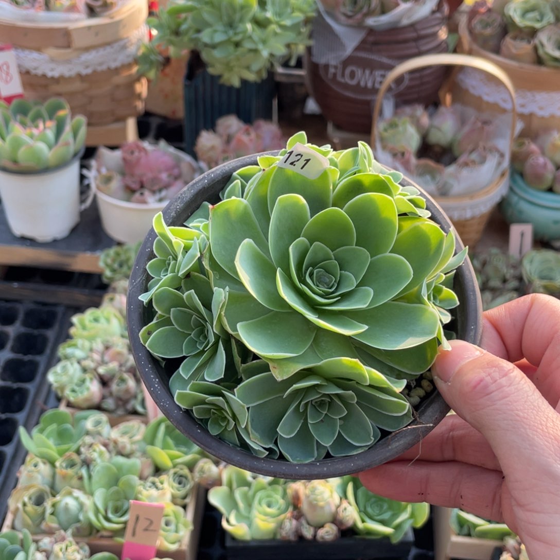 ****山地玫瑰多肉植物花卉黄帕捧花121带土球