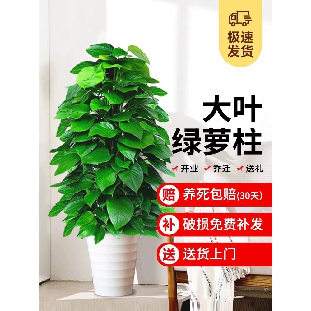 四季常青大叶绿萝柱绿萝树室内植物办公室客厅吸甲醛净化空气绿植