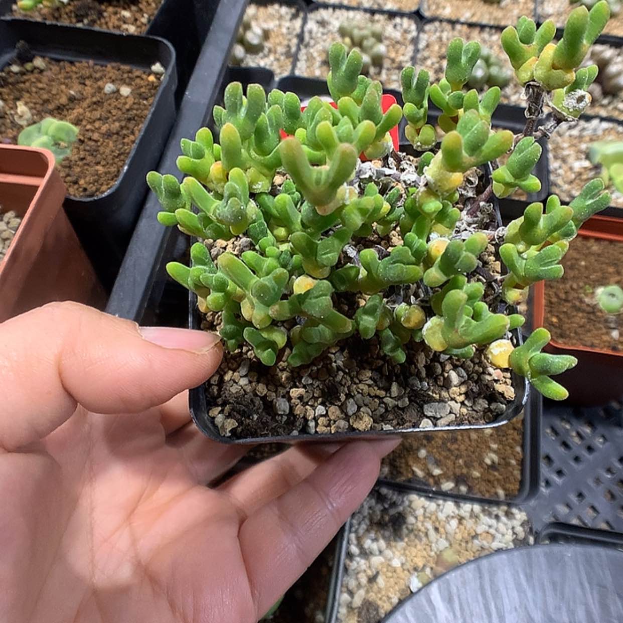 【闪购商品】1-15-22 冰糕一群 50