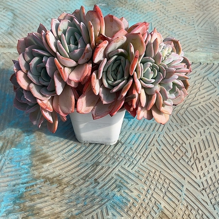 凤橙朵朵树叶插多头