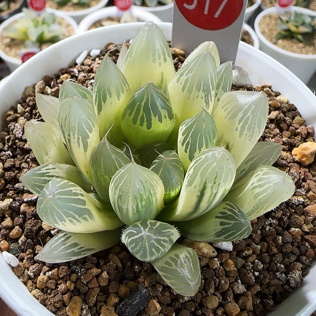 317号糊斑胭脂5.8左右一物一拍带盆土