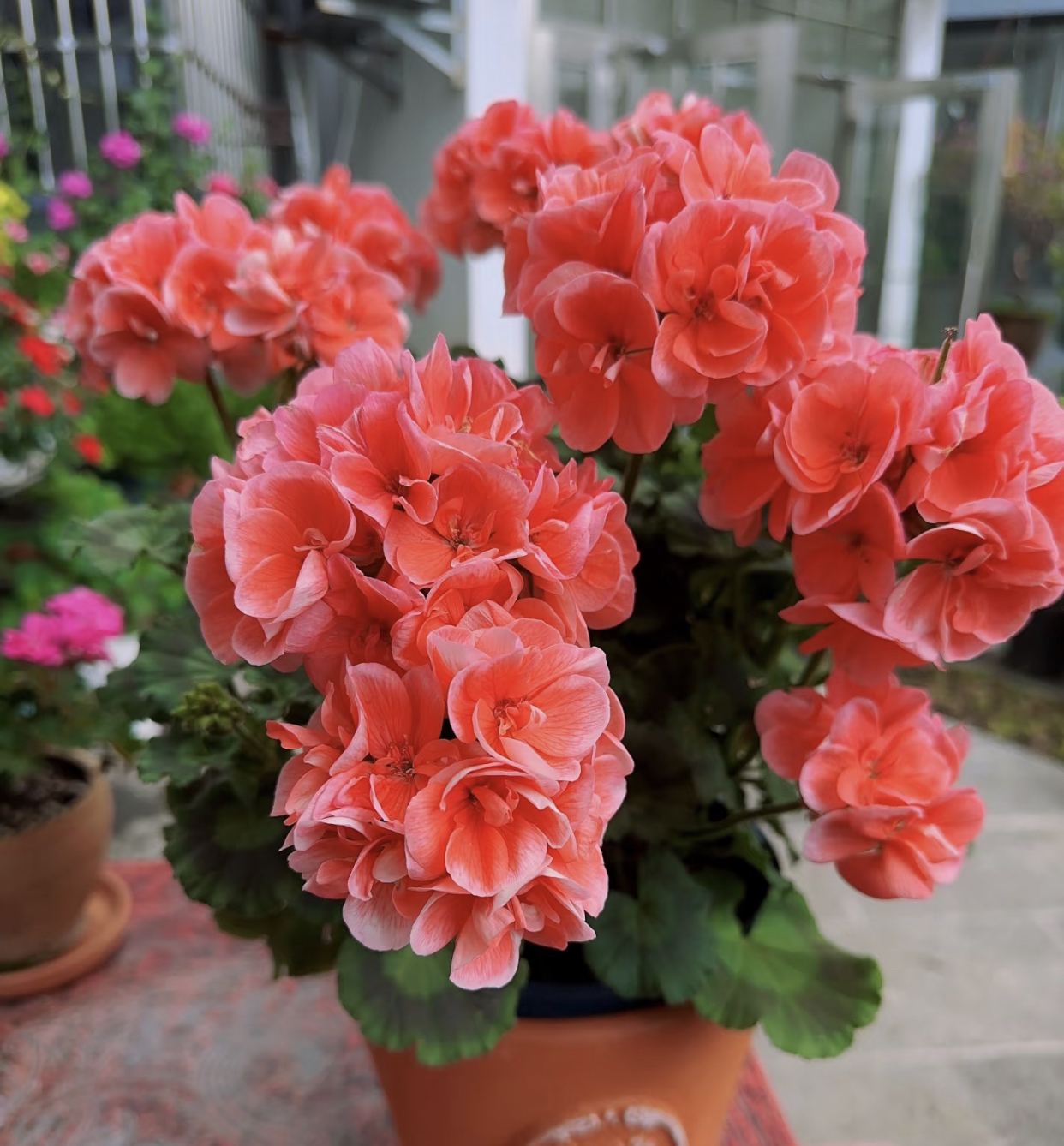 天竺葵花卉【大山宫老庄苗】大花球勤花耐热四季开花