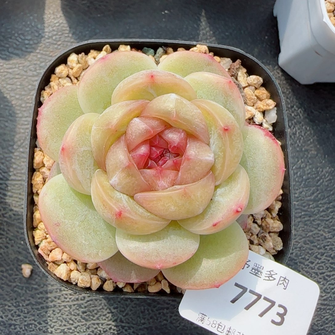 落梨花，7773多肉植物