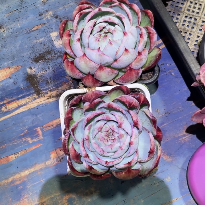 秋***苔惊鸿两个一物一拍