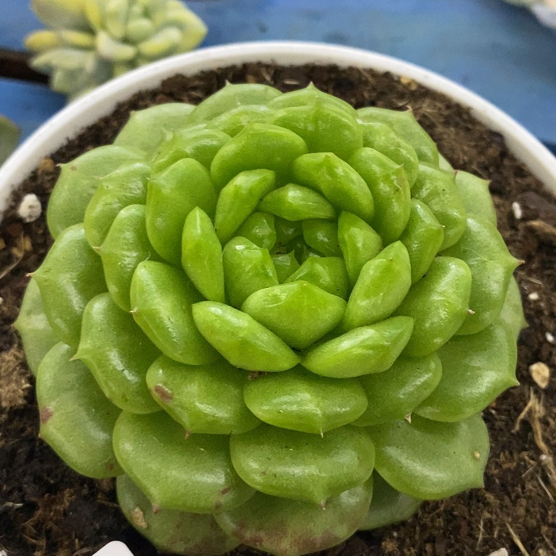 218灯泡珍妮多肉植物哇啦塞