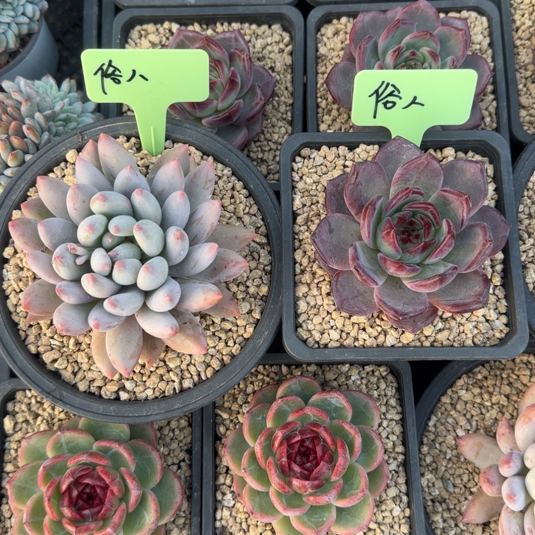 两颗单头包邮两颗