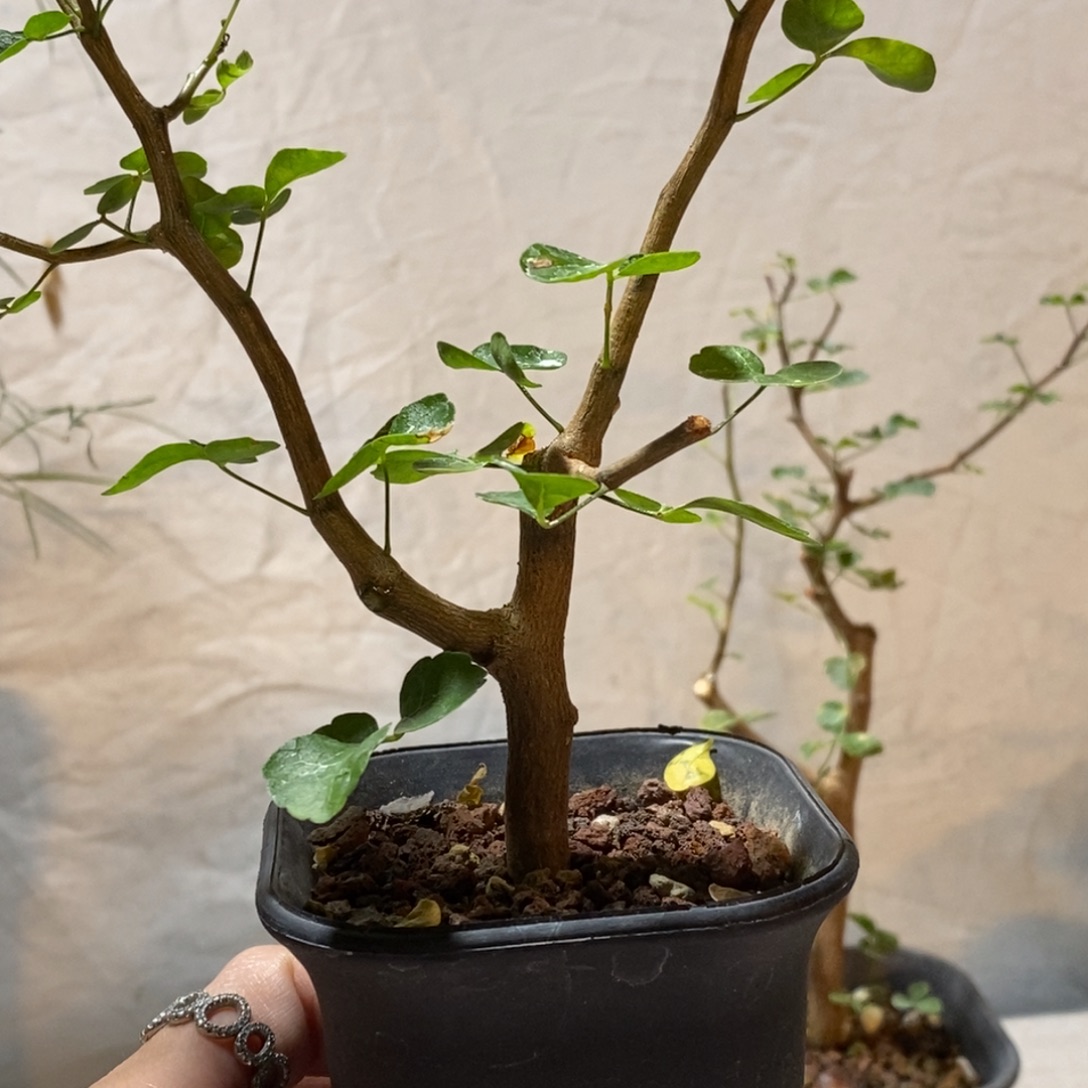 爆***计波叶没药扦插带盆