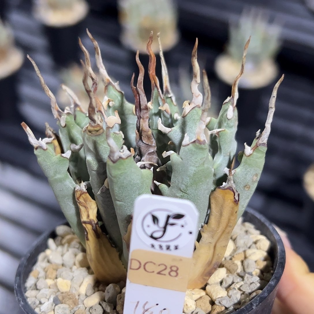 无花朵熟桩带盆，折后价，叶片有瑕疵