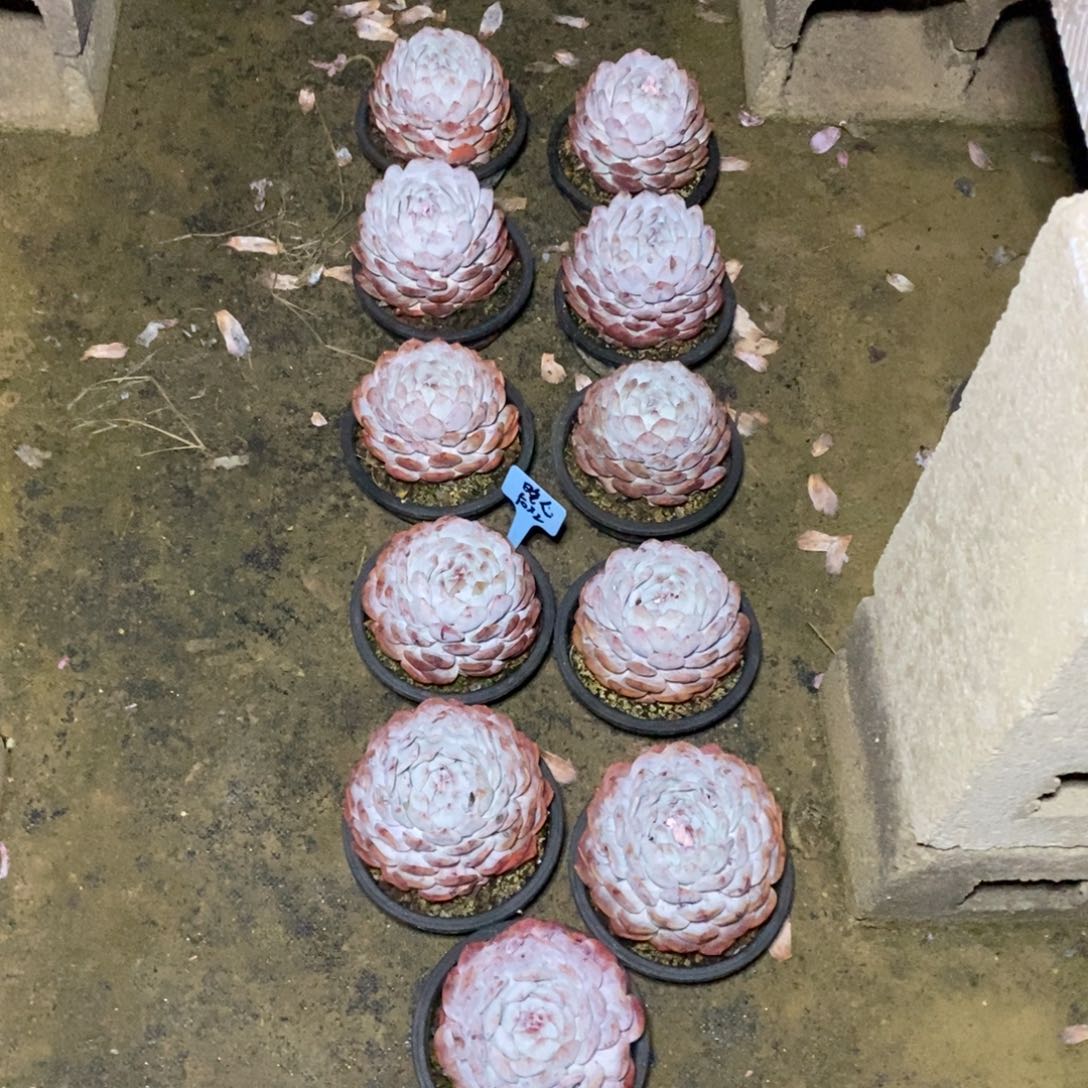 啊军喵多肉橙子单头