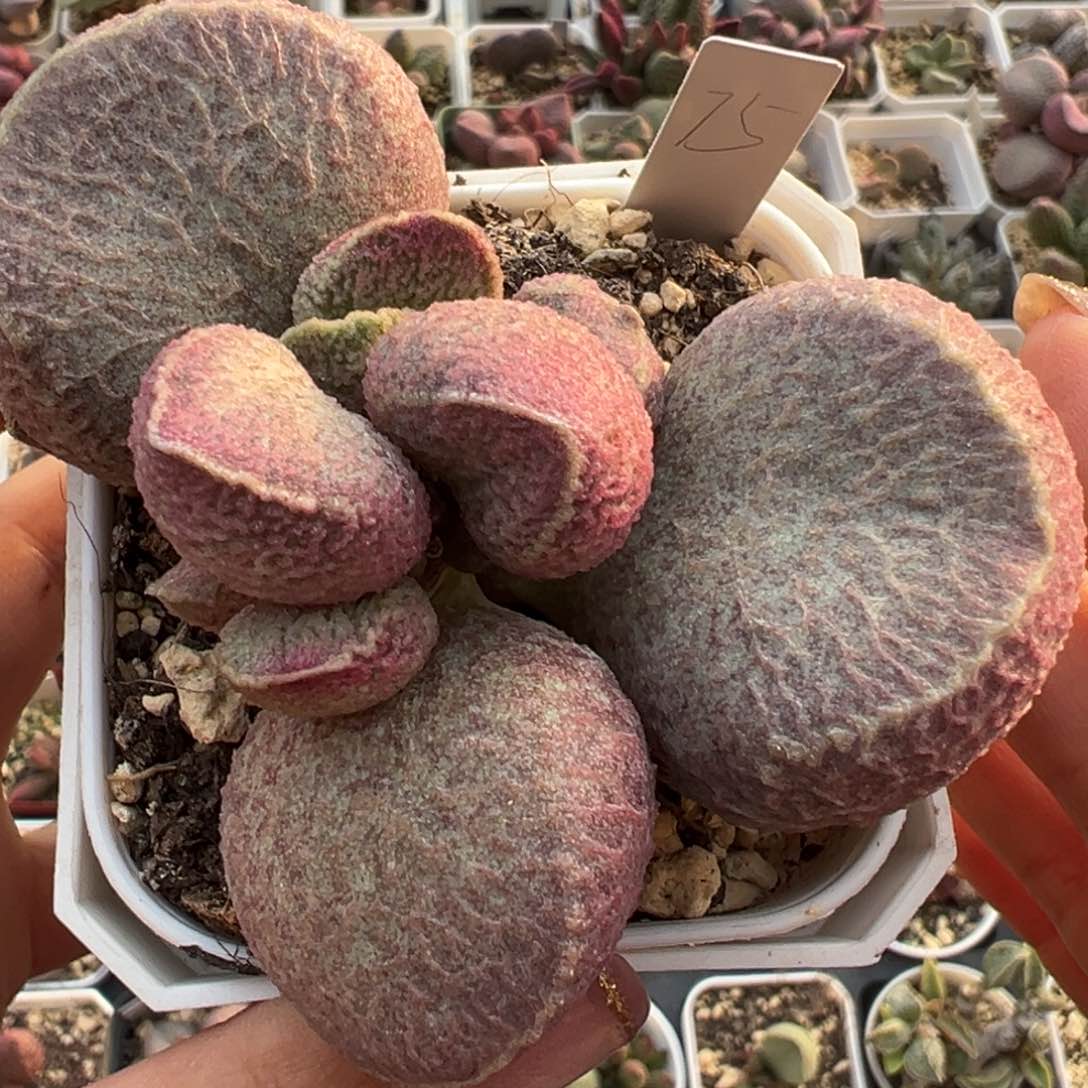 猪肝多肉植物水泡老桩