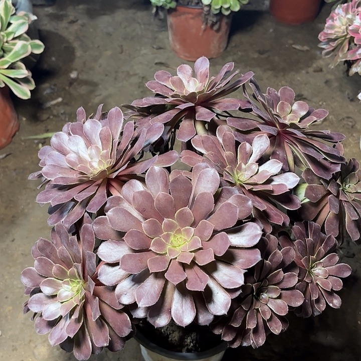 多肉植物法师黑铜壶15