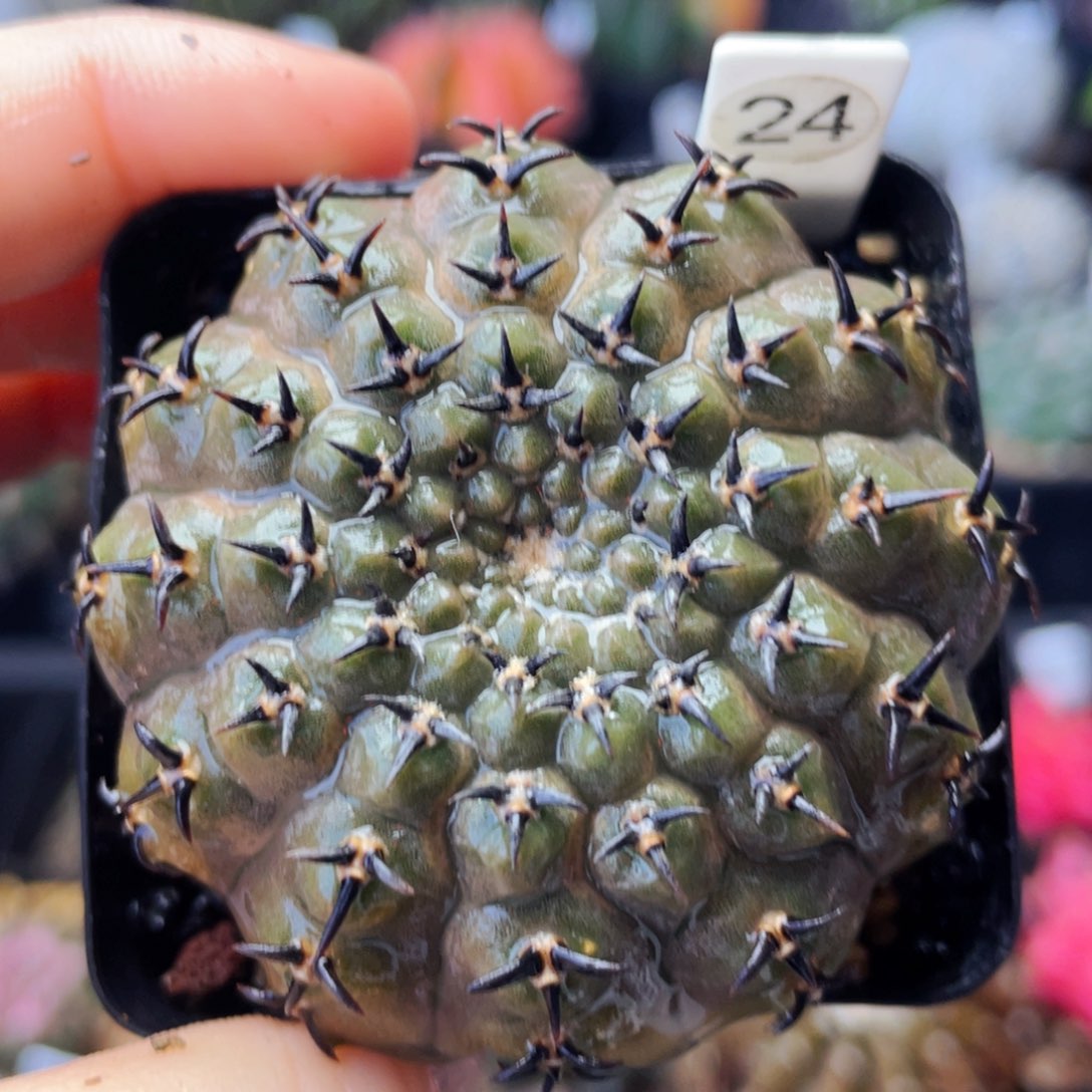 非偏远地区满25包邮裸根发货