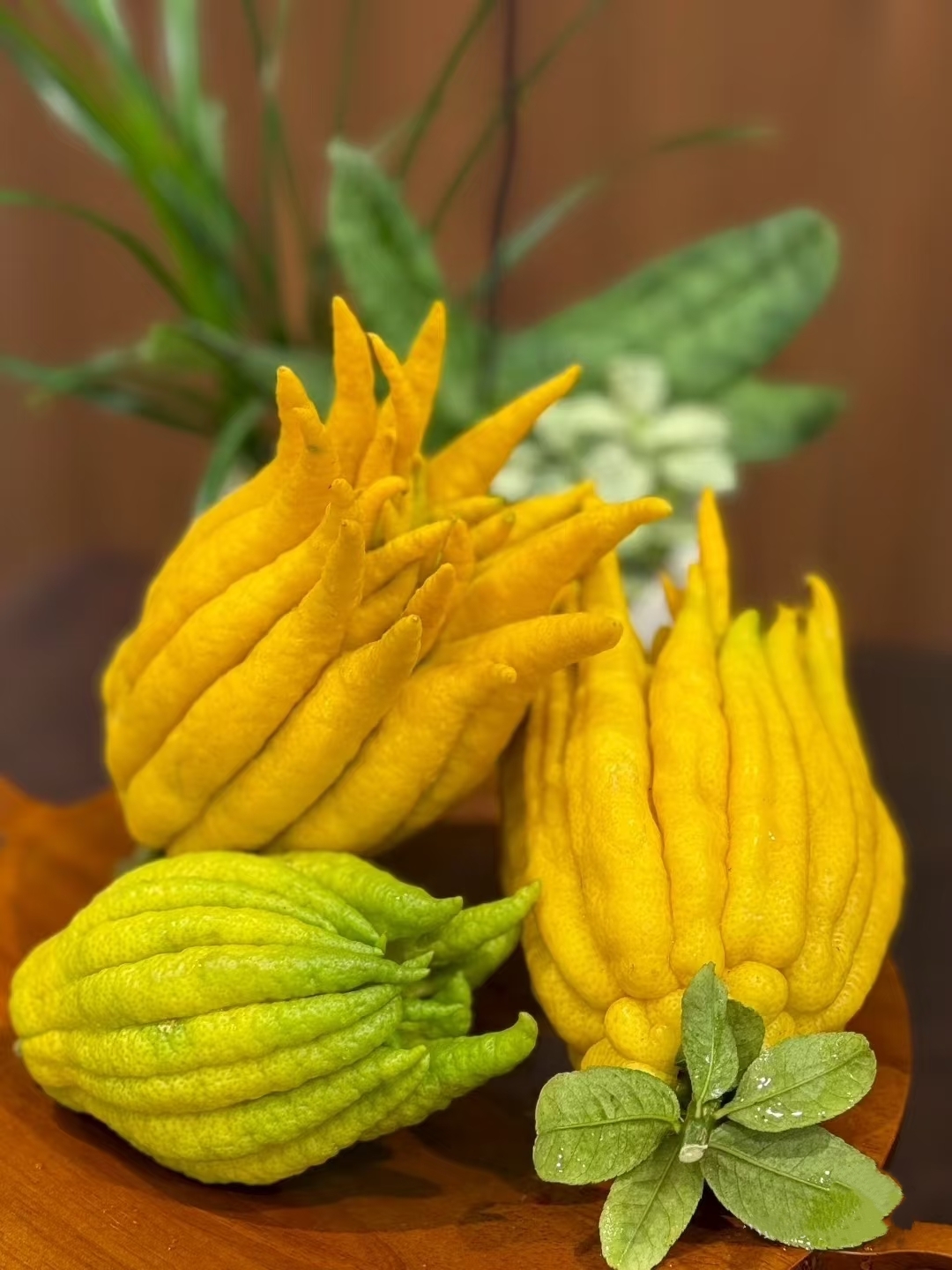 【精选佛手260g】 高山新鲜佛手天然香氛佛手柑福寿果云南直发