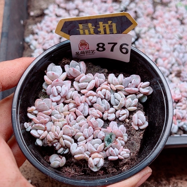 多肉植物多肉植物