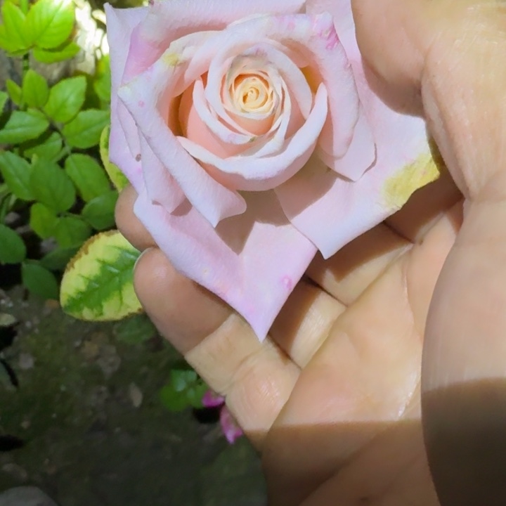 无花朵杏仁奶糖小苗