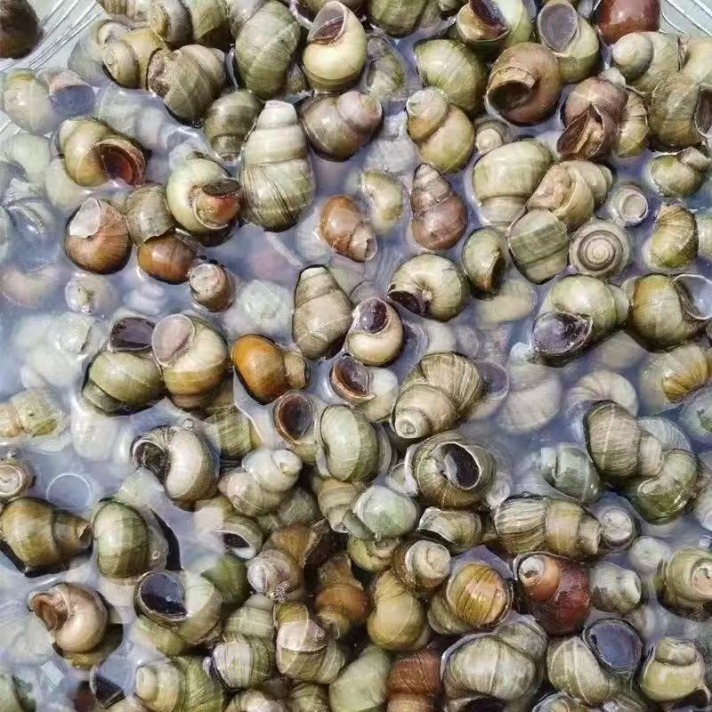 微山湖清水田螺【顺丰包邮】