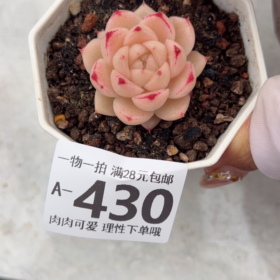 红枫多多肉多肉多肉多肉