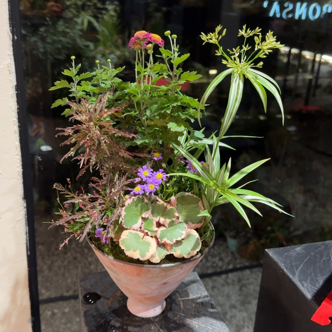 全部花朵山野草手作盆