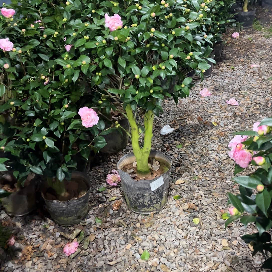 大部分花苞少量开放