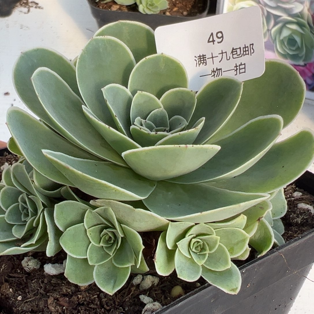 49 山地玫瑰基地带盆土