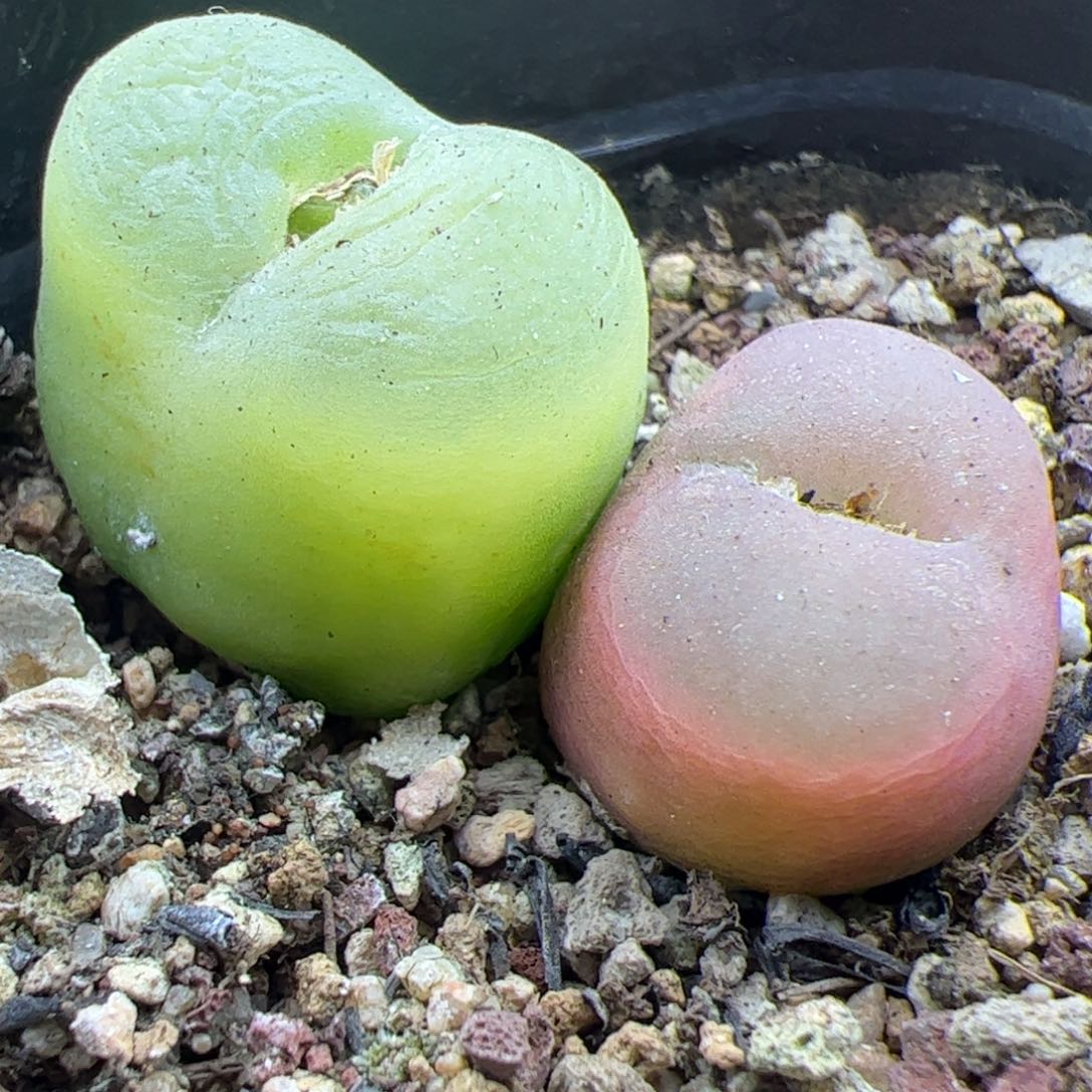 22420 大家过年好