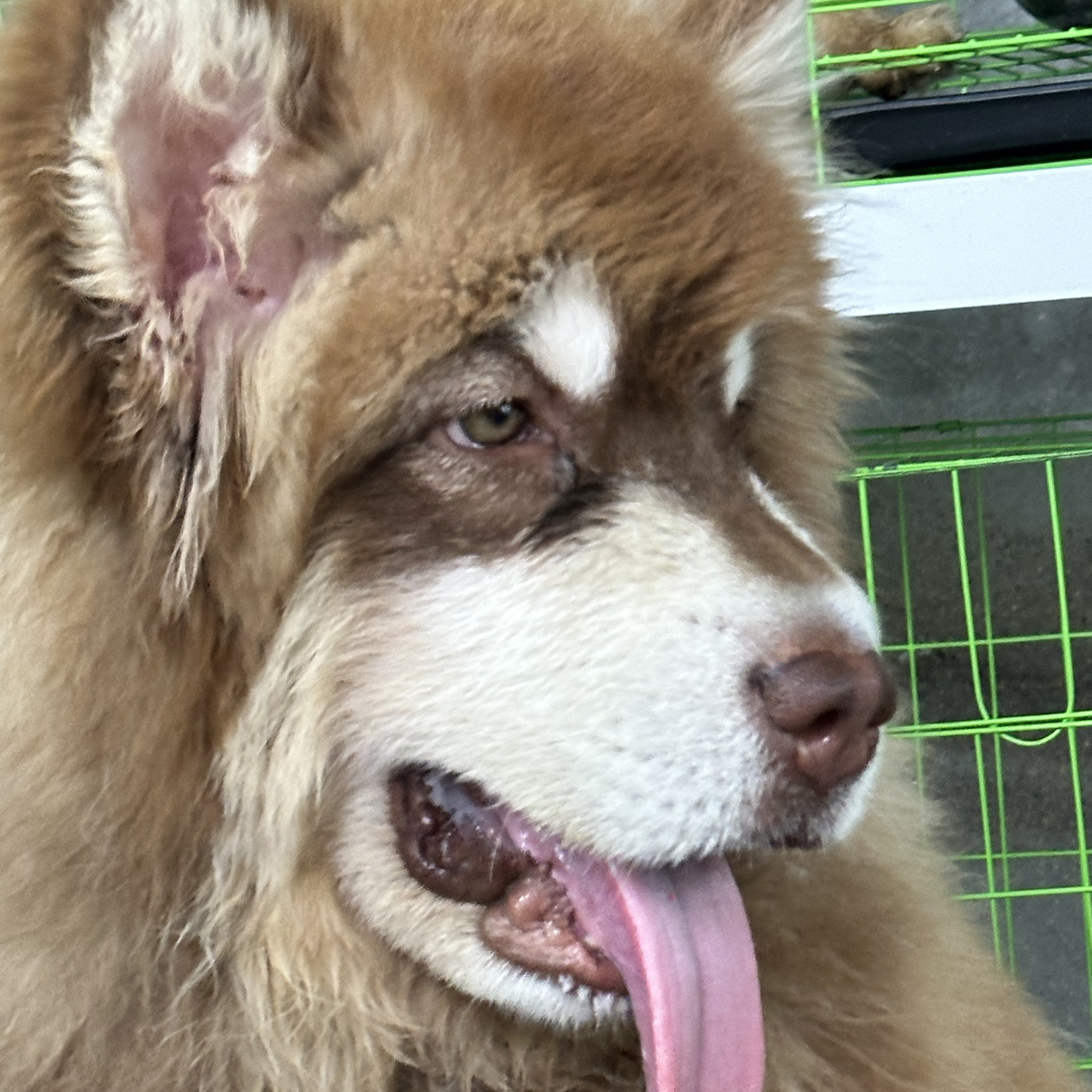 新店首播，阿拉斯加，美卡，主营