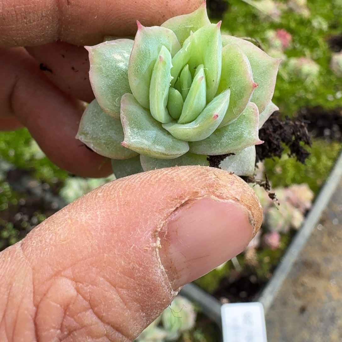 三号玫瑰一颗量拍24-26