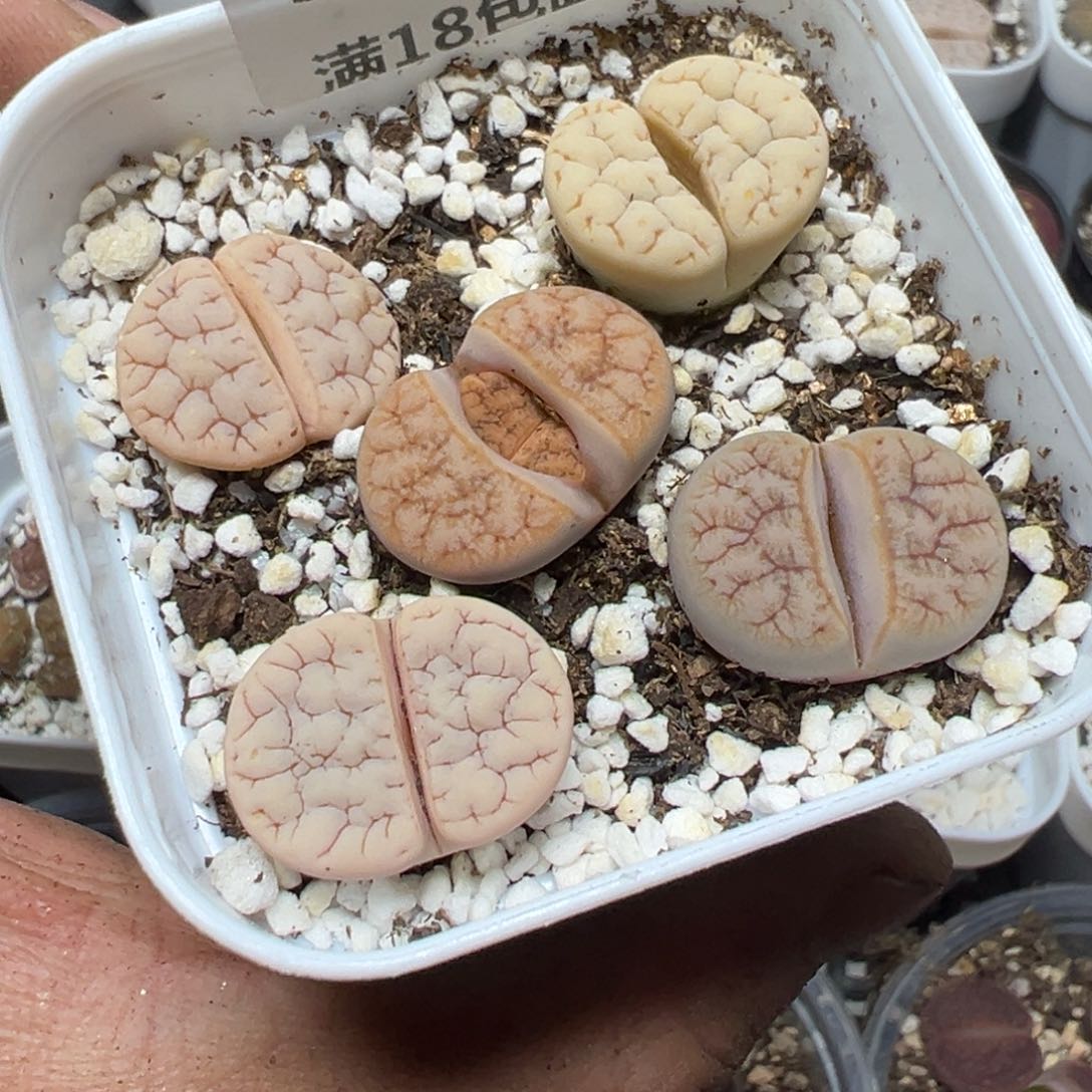 【闪购商品】 527。    