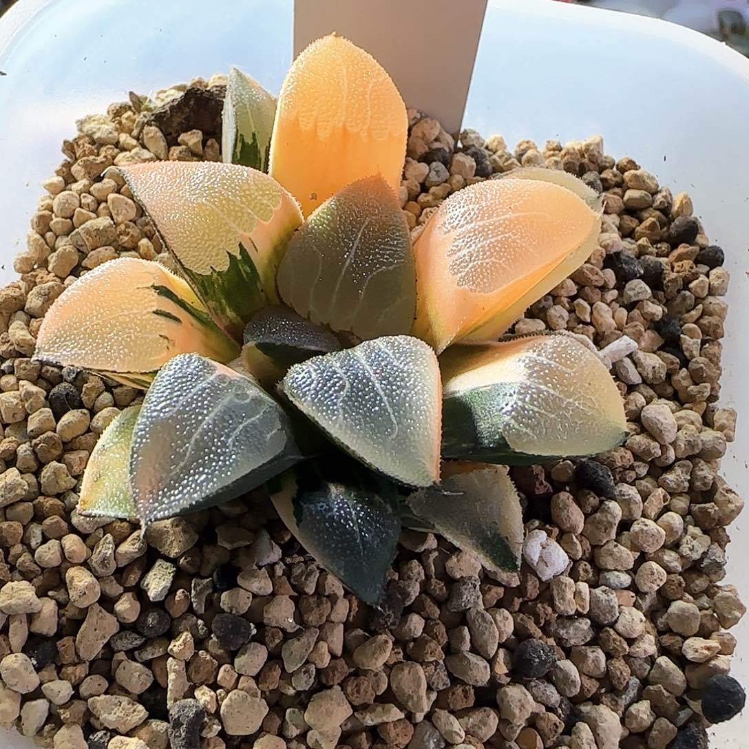 280号丸叶克锦一物一拍带盆土