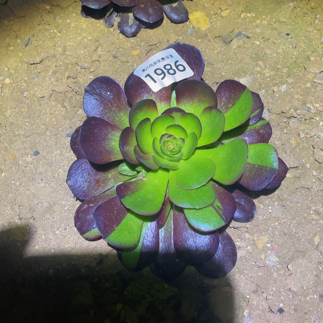 1986黑骑士多肉植物