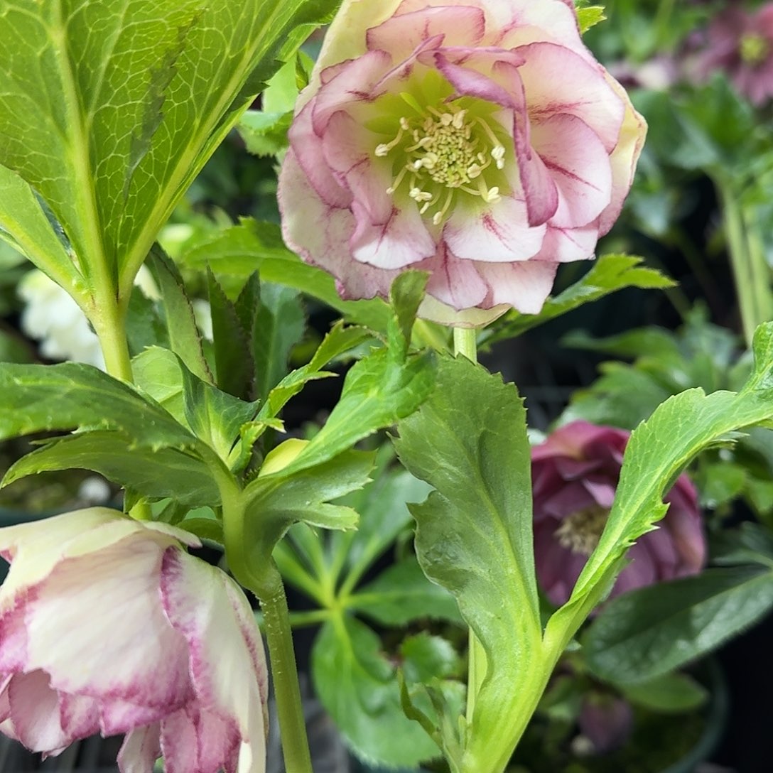 腰***院少量花朵（建议范围：2朵-5朵 或40%以下）4922