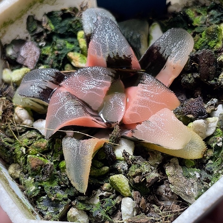 798完美锦大型克锦