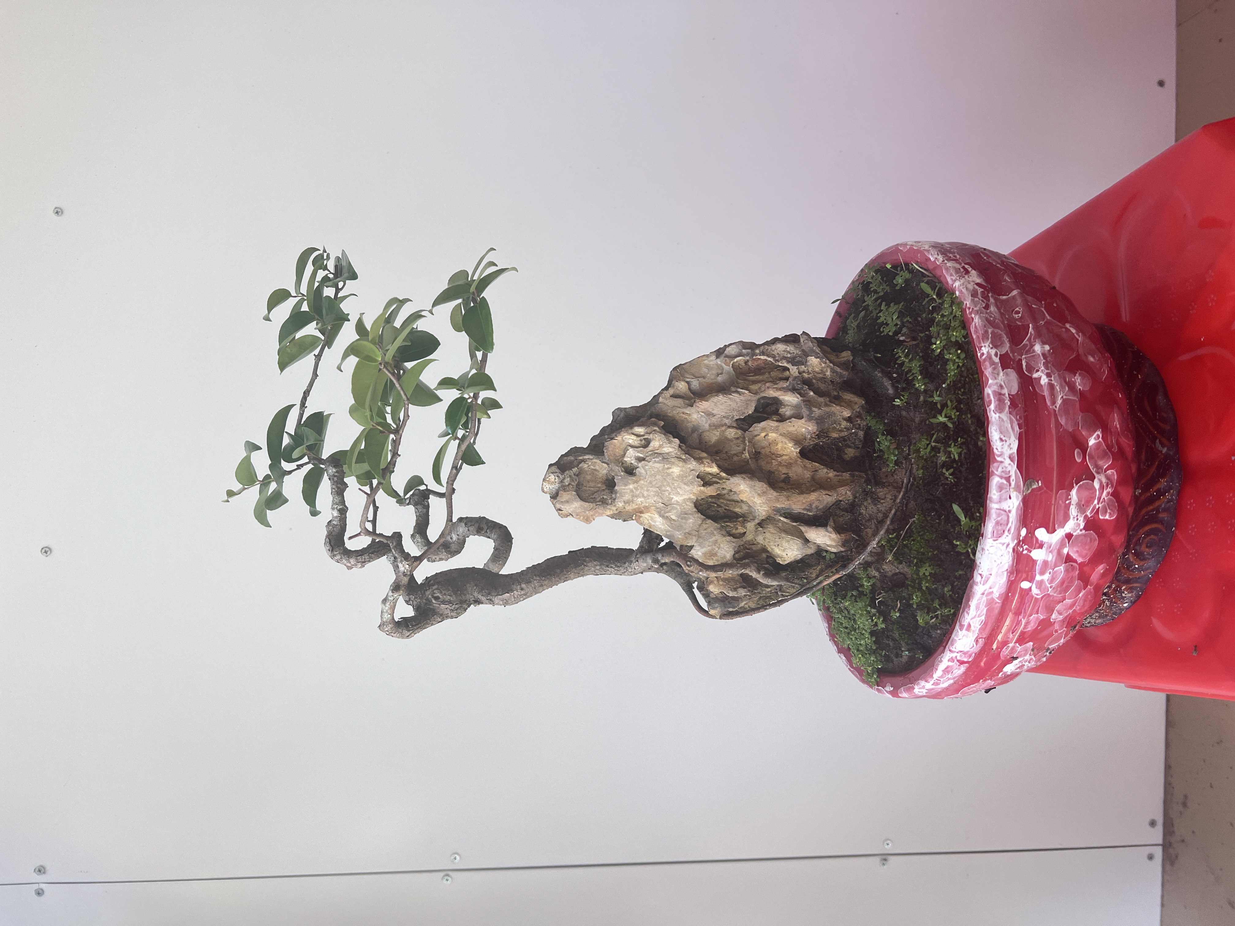 红牛红牛付石盆景