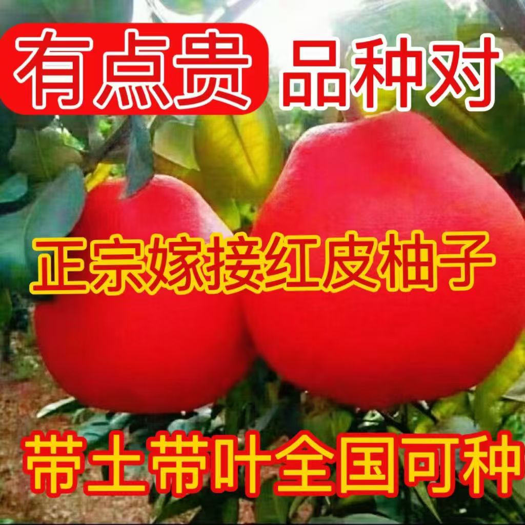 红心柚子树苗暹罗红柚树苗无核红肉庭院可盆栽地栽适合南北方种植