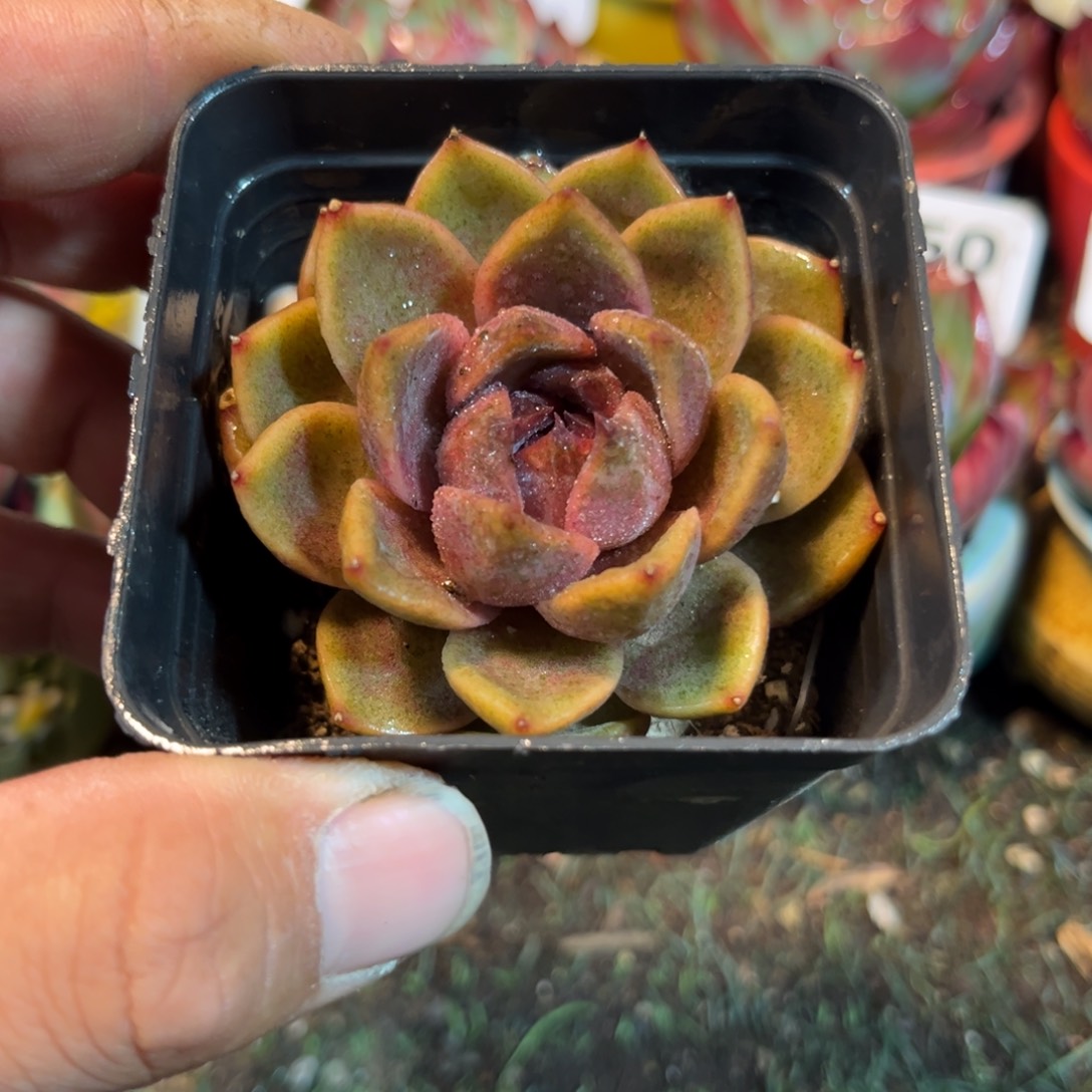 紫水晶多肉植物提取