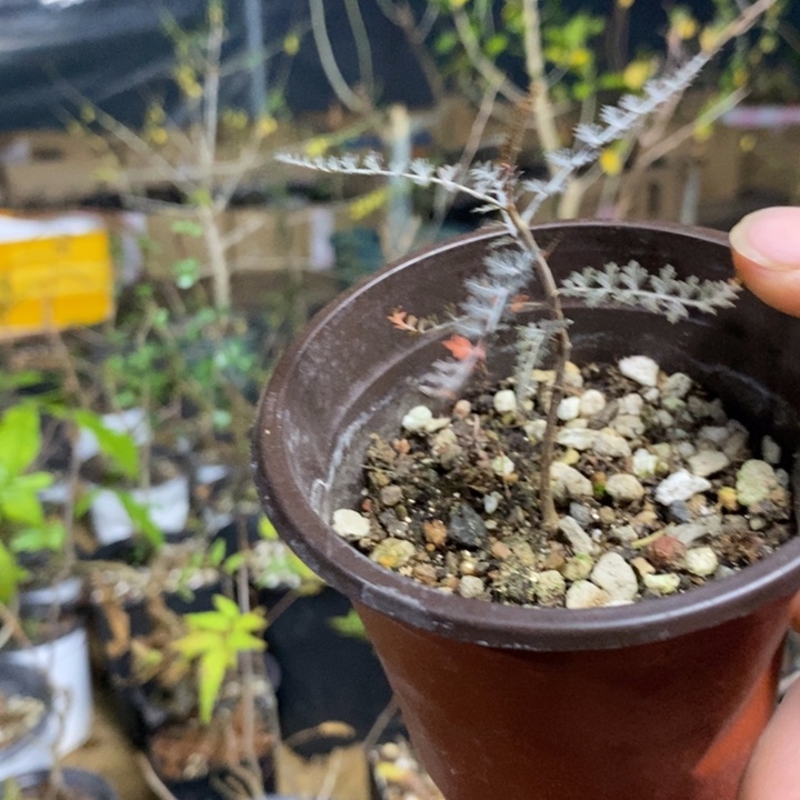 l***k银索带盆土发货植物