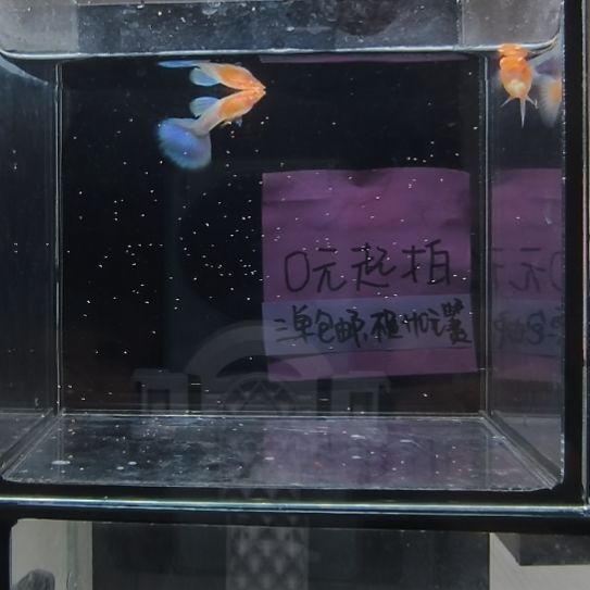 孔雀鱼天使彩虹一对